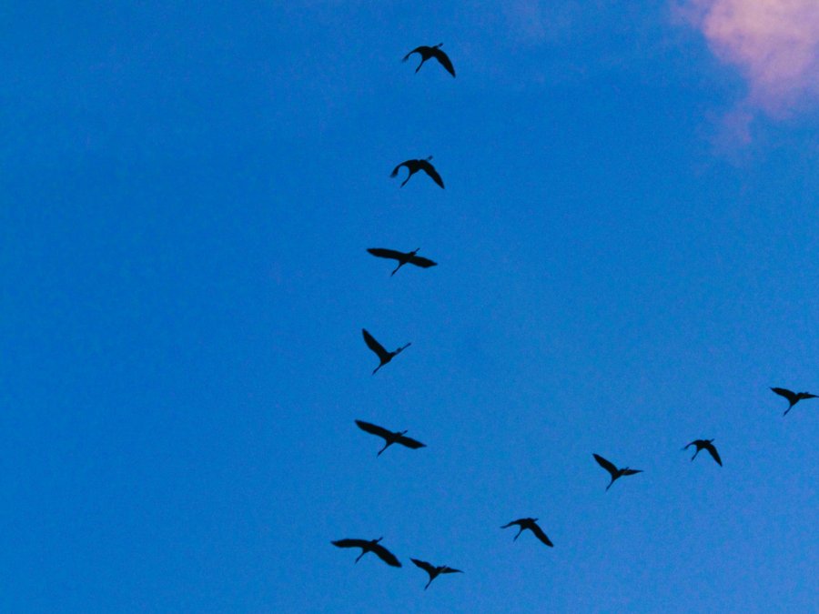 Trek migratie kraanvogels