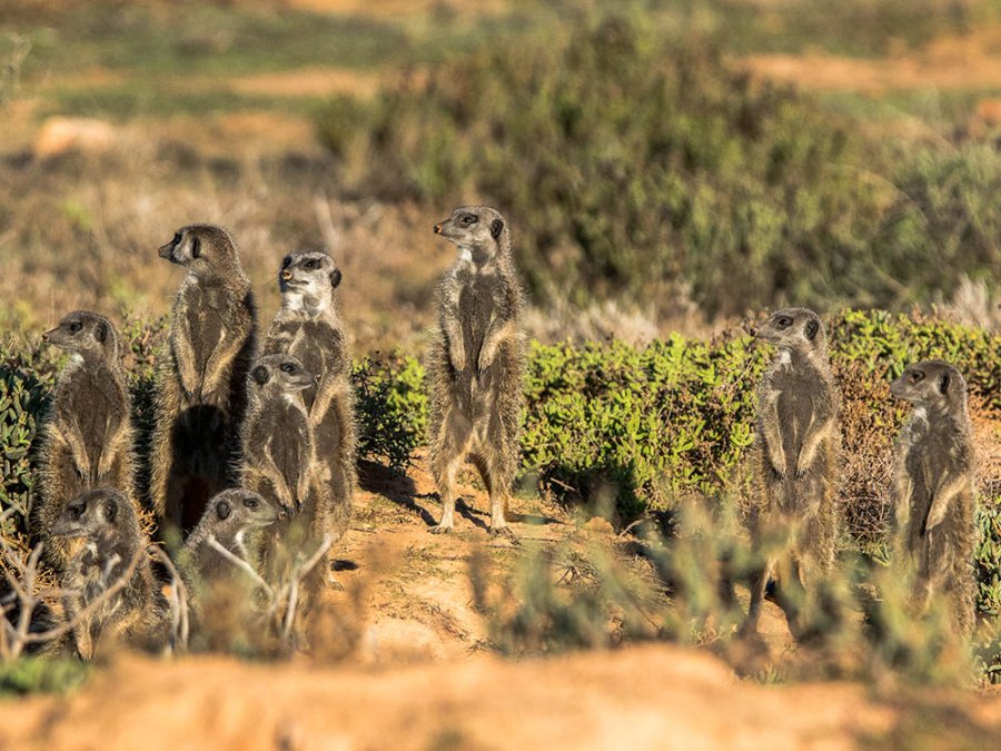 Meerkatfamilie Meerkatfamilie