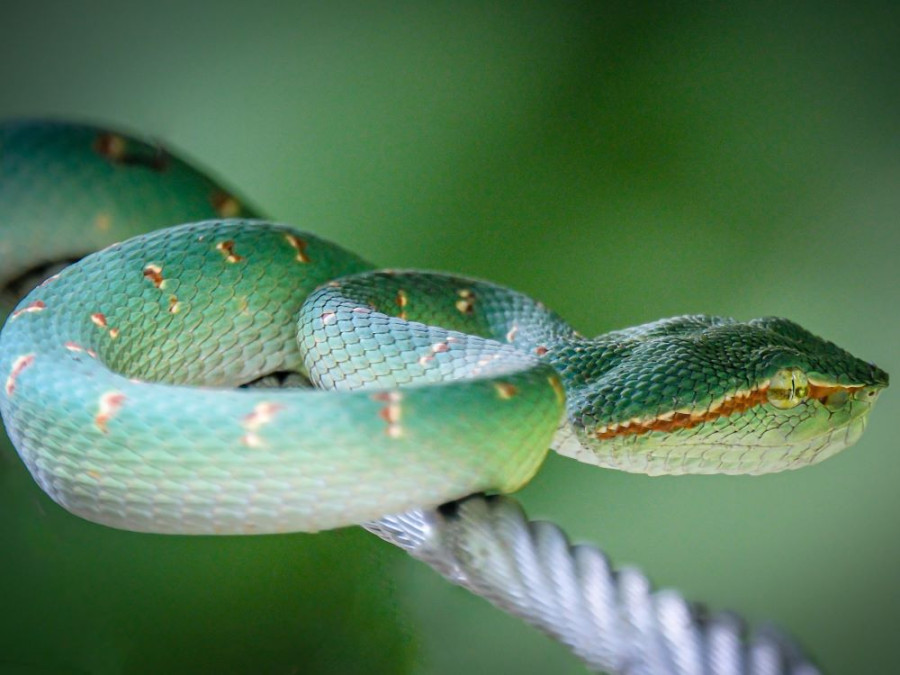 Snakes in Singapore