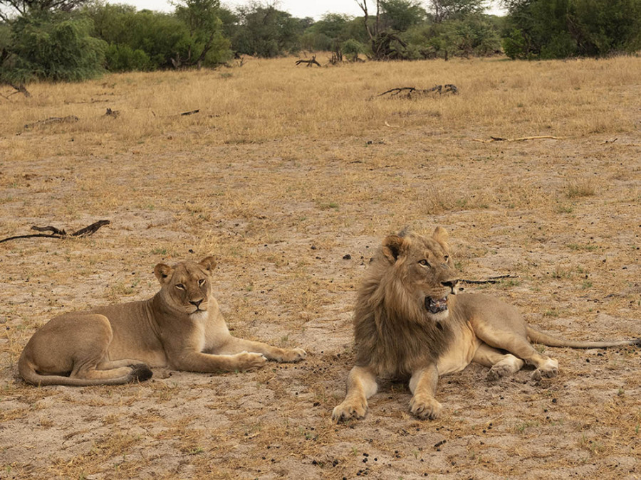 Leeuwen in Hwange, Zimbabwe