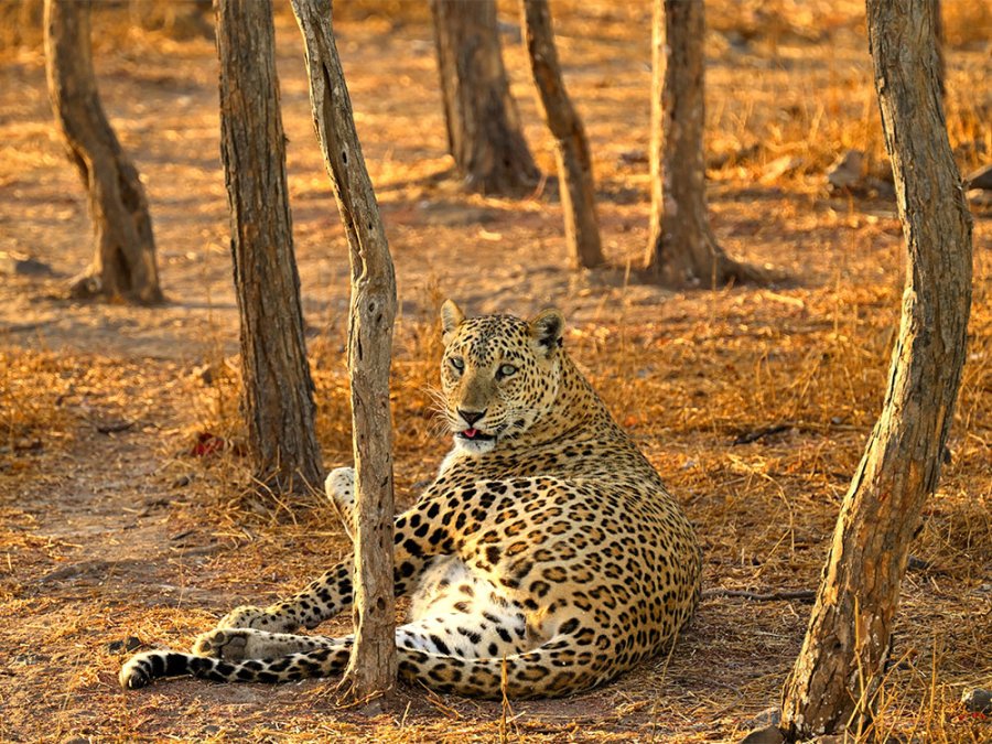 Dieren in Gir