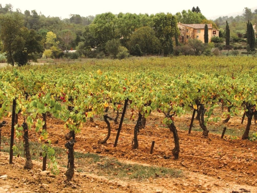 Wijngaarden in de Provence
