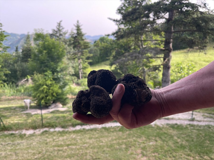 Truffelreis Le Marche Experience