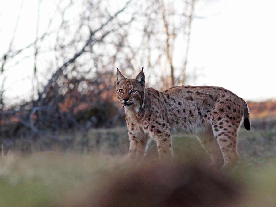 De lynx is terug De lynx is terug