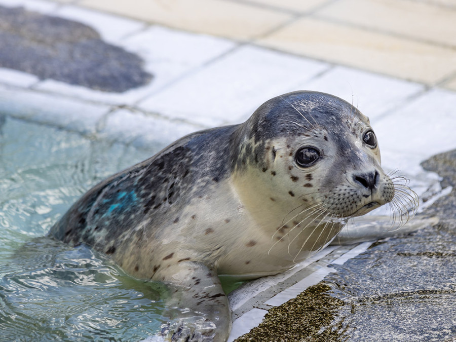 Zeehondenopvang