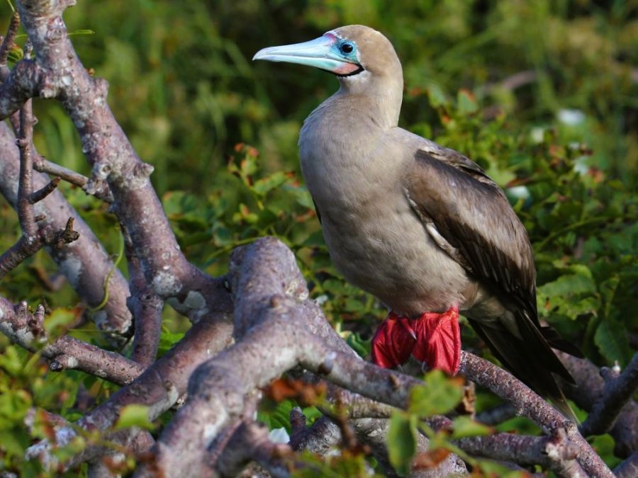 Red footed booby