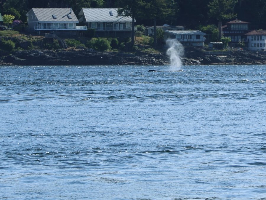 Walvissen spotten Canada