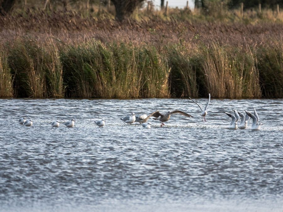 Vogels spotten Groote Gat