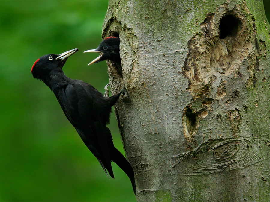 Vogels spotten Winterswijk