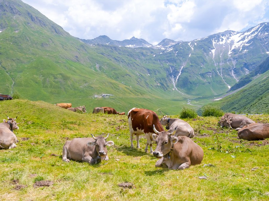 Natuurvakantie in Zwitserland Natuurvakantie in Zwitserland