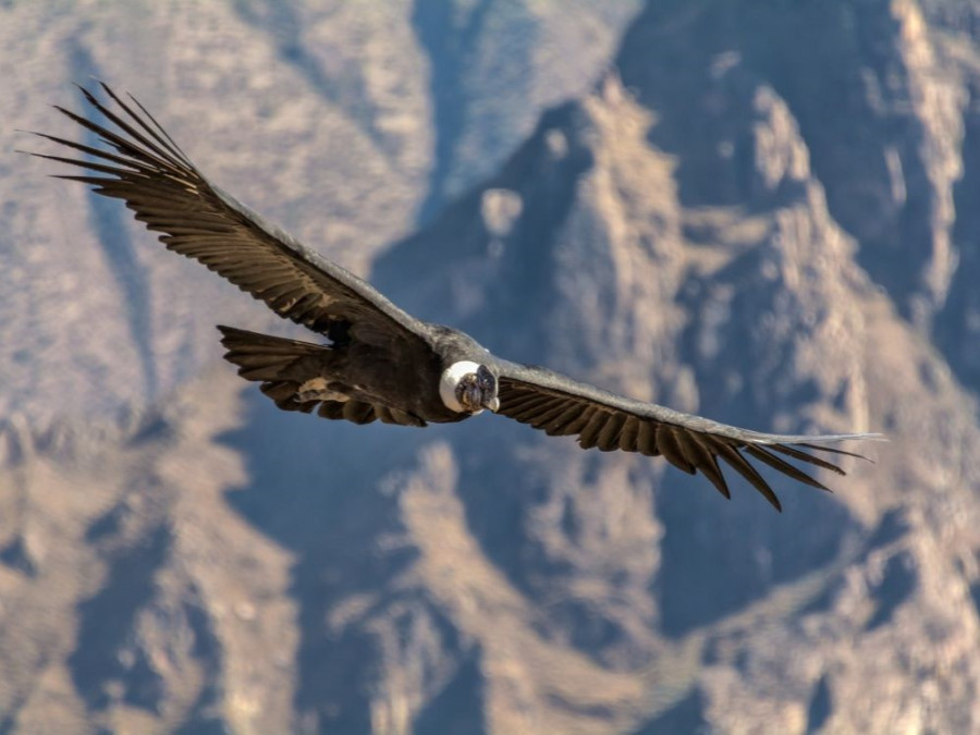 Condor in Peru
