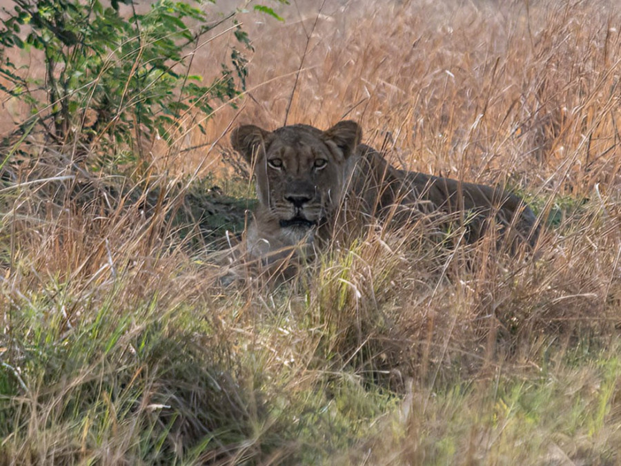 wildlife Mana Pools