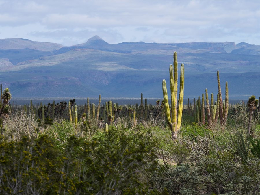 Baja California