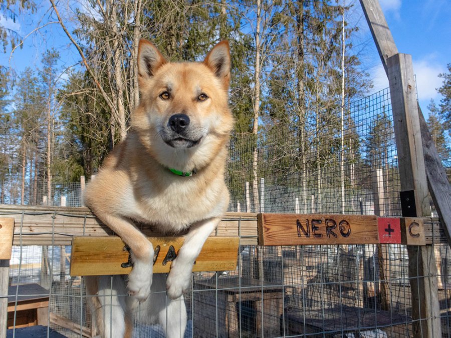 Huskyfarm Hossa Huskyfarm Hossa