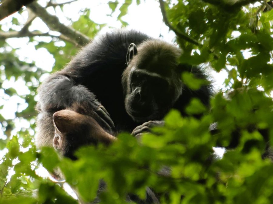 Chimpansees Nyungwe Chimpansees Nyungwe