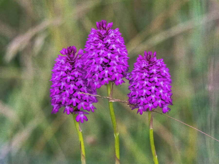 Hondskruid
