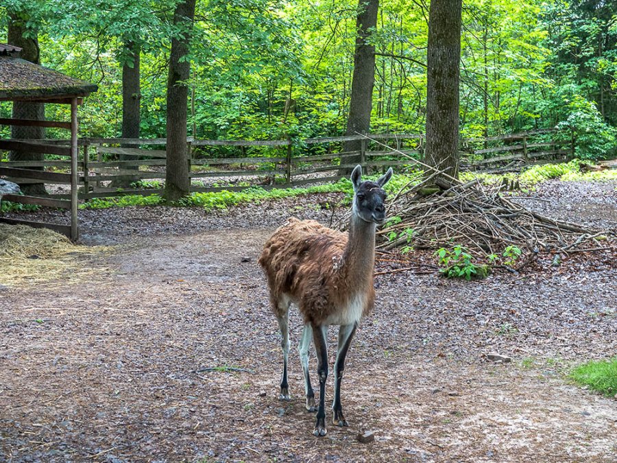Wildpark Pforzheim Wildpark Pforzheim