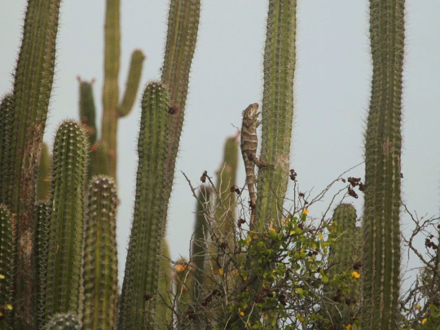 Cactussen Aruba