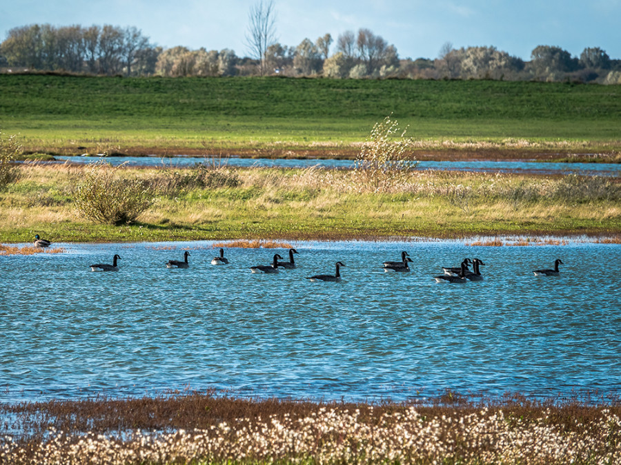 Brandganzen Waterdunen