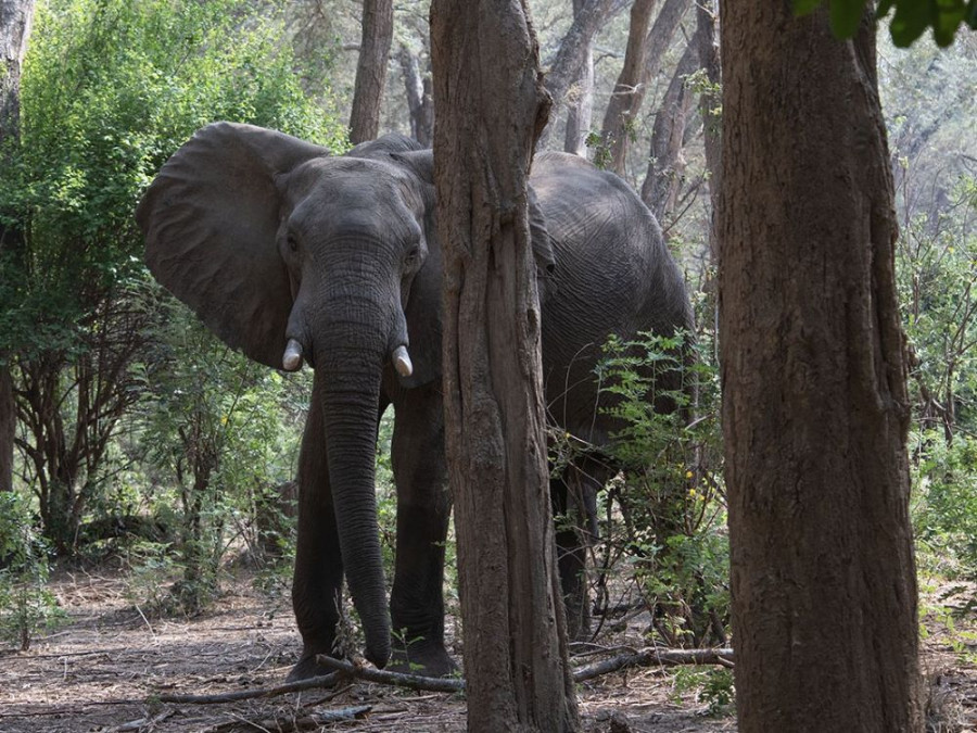 Olifant Mana Pools