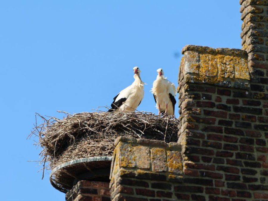 Ooievaar Ooievaar