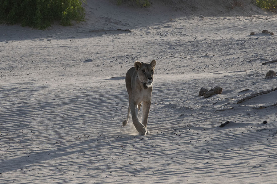 Woestijnleeuwen van Skeleton Coast