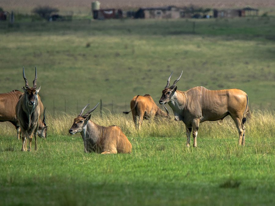 Eland Zuid-Afrika Eland Zuid-Afrika