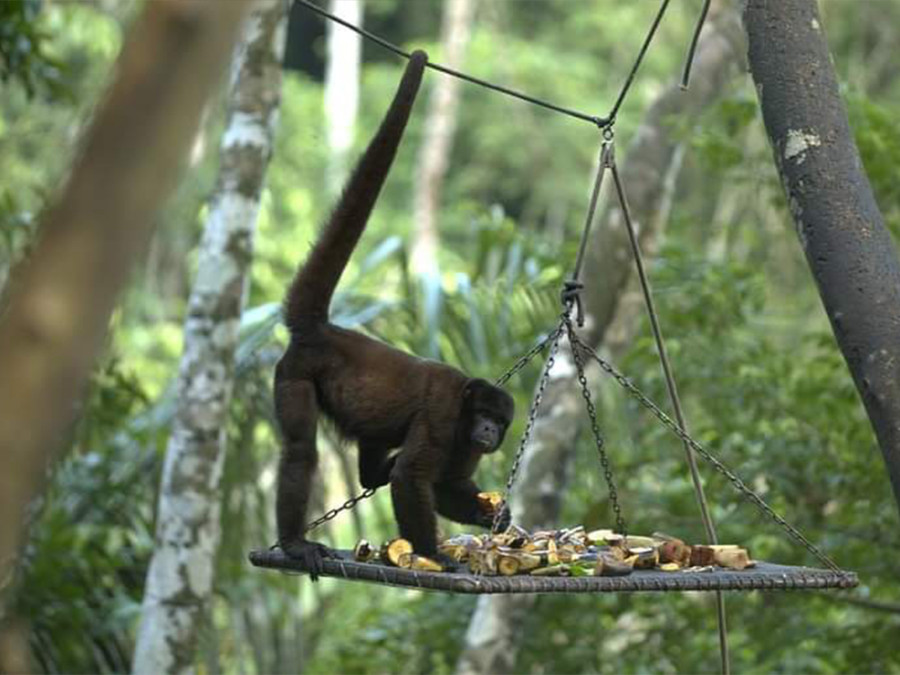 Wildlife rescue center Peru