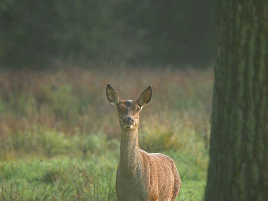 Natuurgebied Mortelen en Scheeken