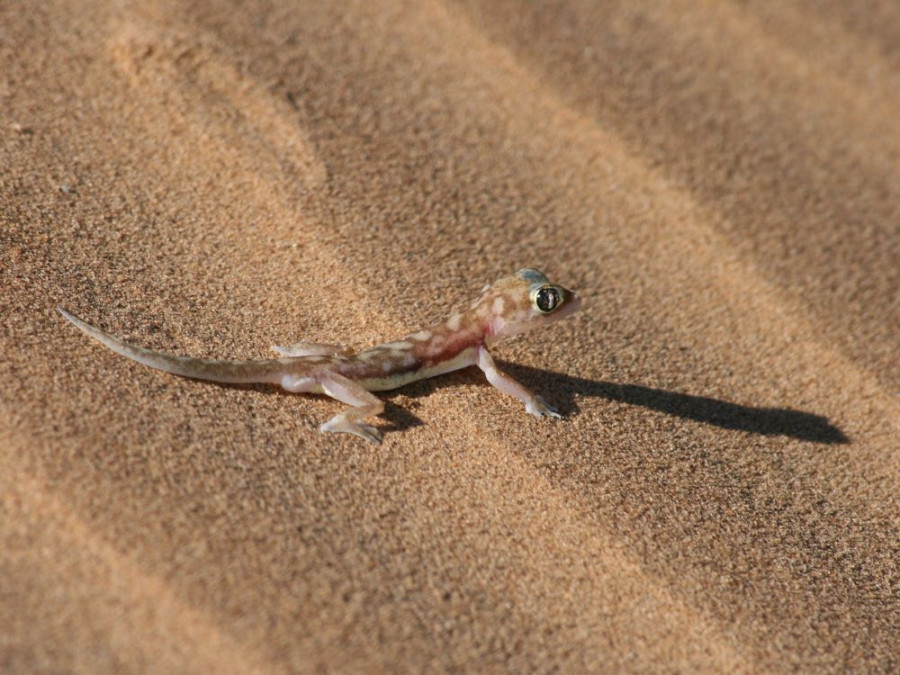 Woestijngekko