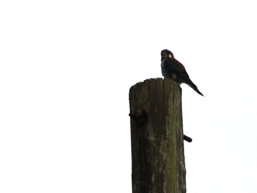 American Kestrel