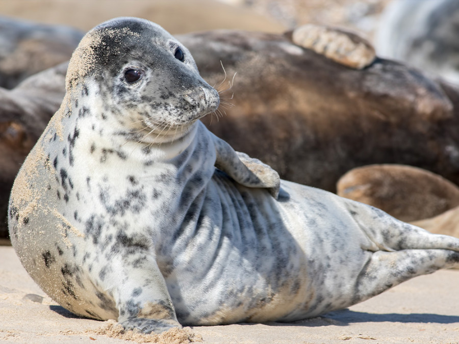 Wildlife Noord-Engeland