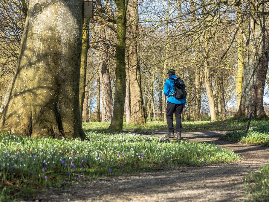 Stinzenplanten in Friesland Stinzenplanten in Friesland