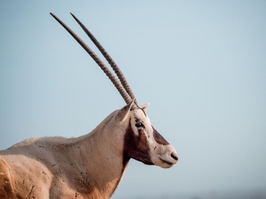 witte oryx midden-oosten witte oryx midden-oosten
