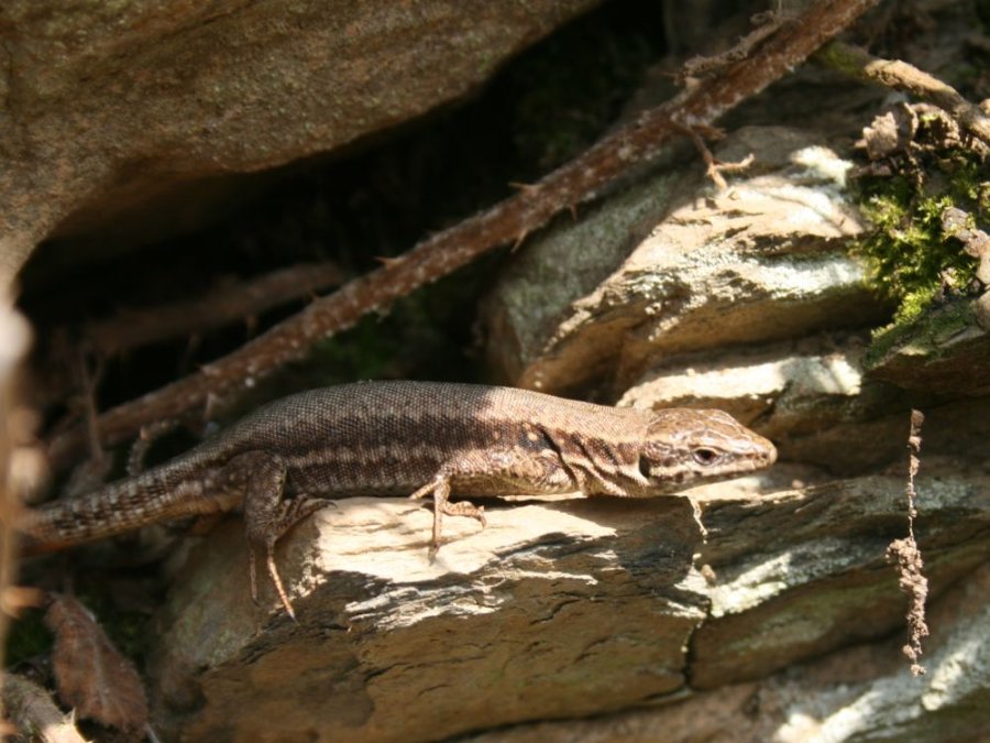 Our natuur