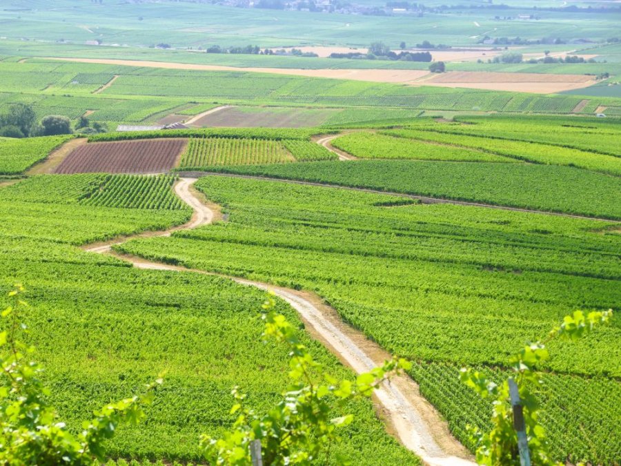 Landschap Champagne Landschap Champagne