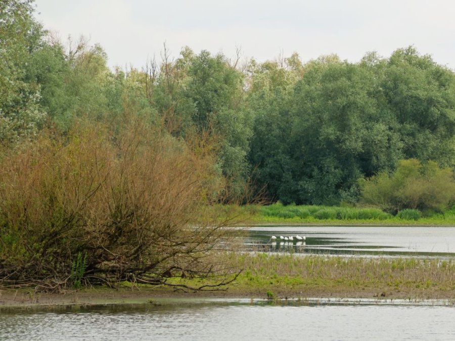 Lepelaars Ooijpolder Lepelaars Ooijpolder