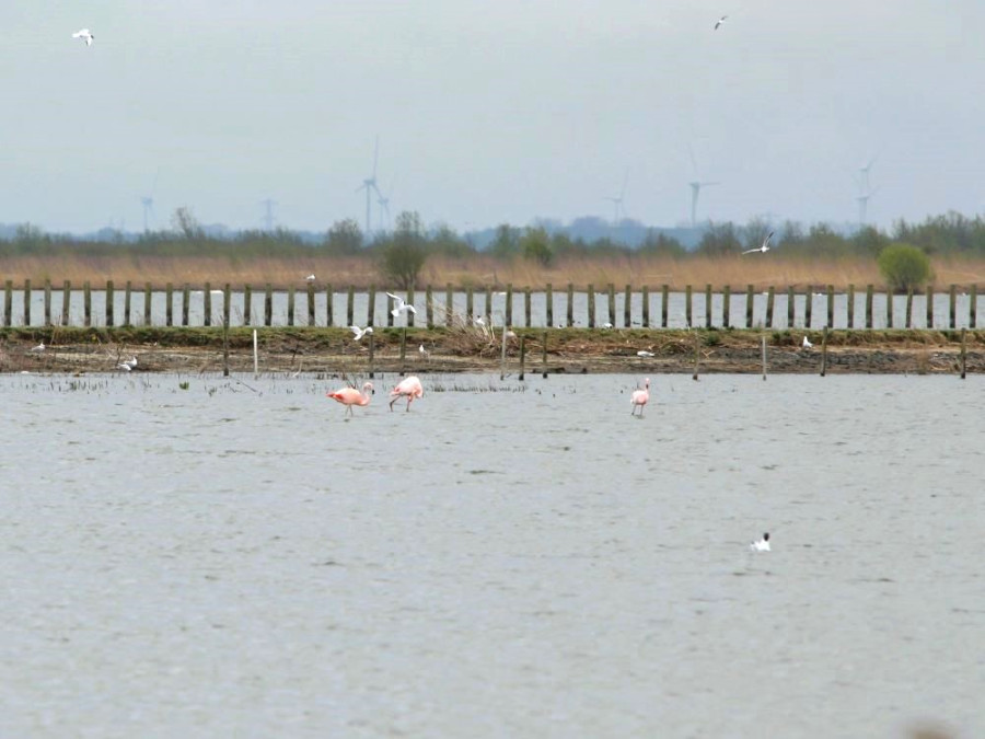 Flamingo's op de Marker Wadden
