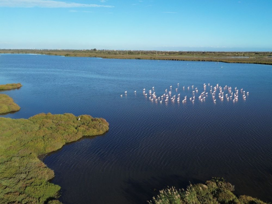 Moeras Camargue