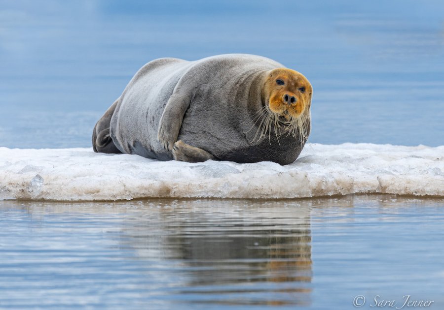 Baardrob Spitsbergen