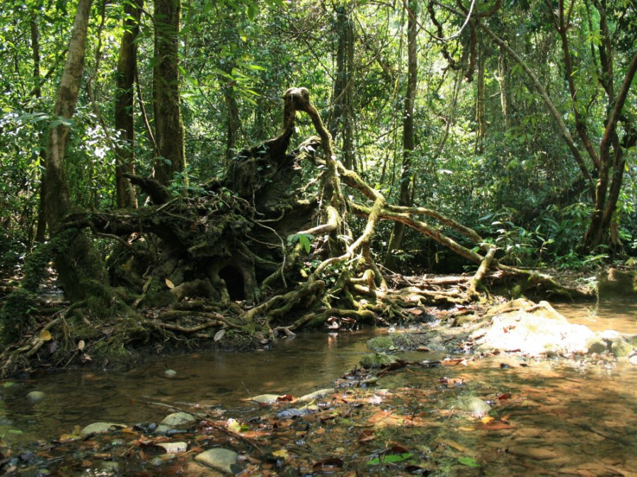 Jungle Khao Sok