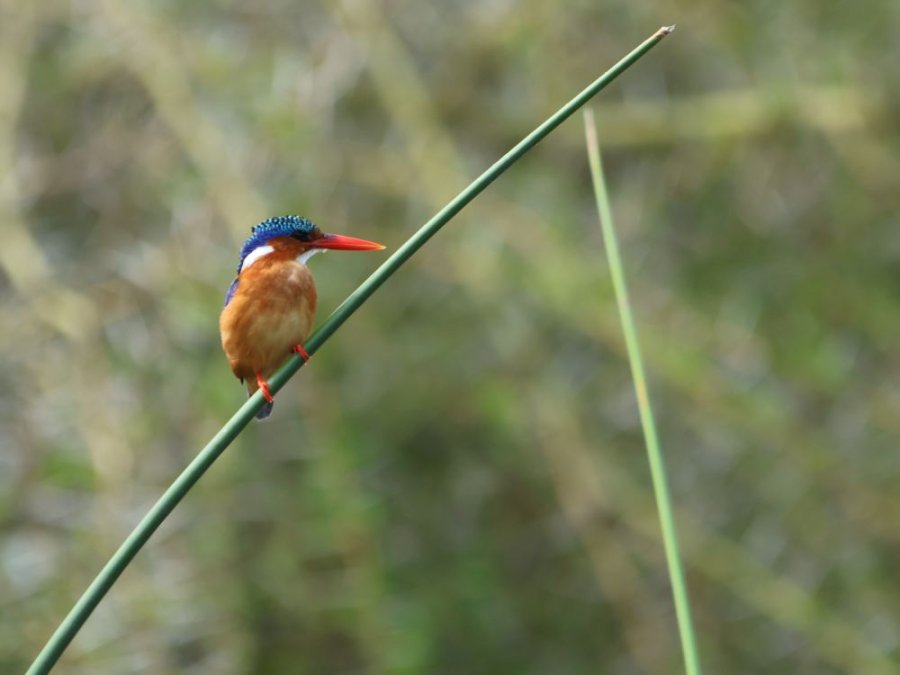 Malachite kingfisher