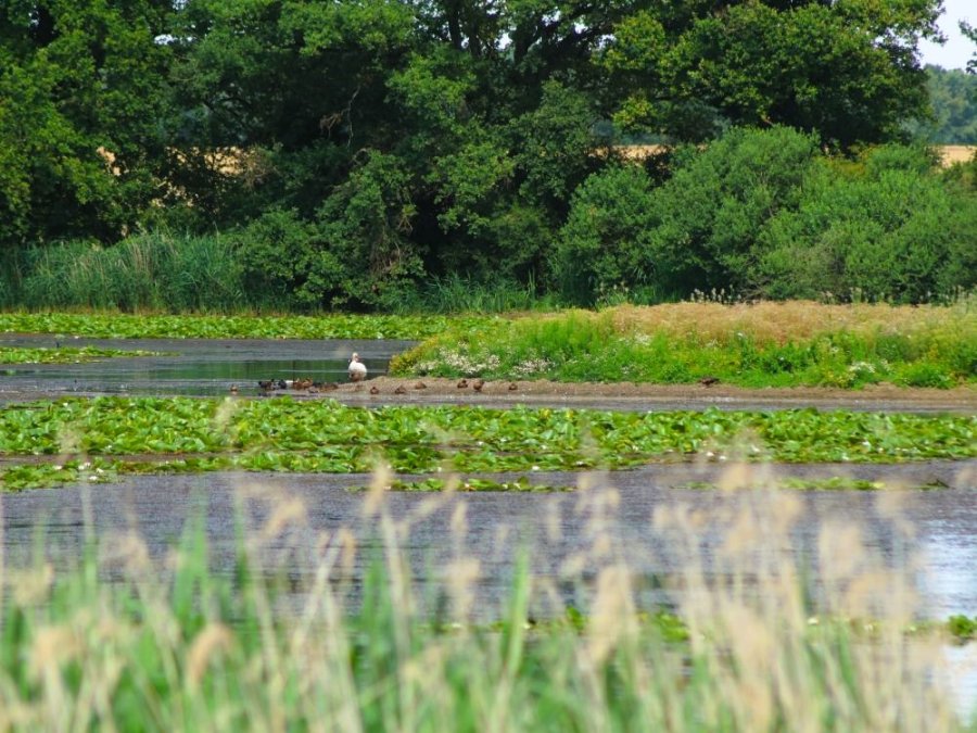 Vogels kijken bij Etang des Landres Vogels kijken bij Etang des Landres