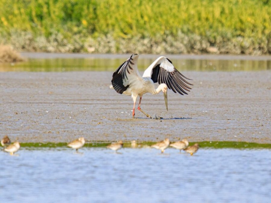 Mai Po Nature Reserve
