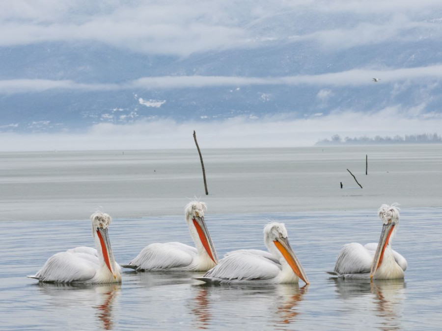 Vogels in Griekenland