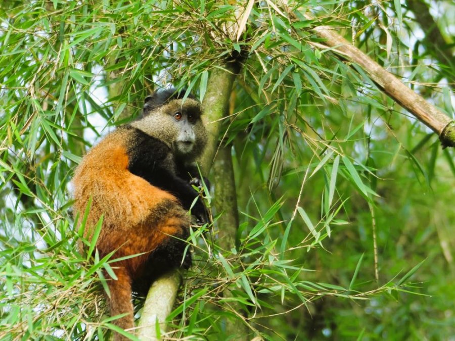 Gouden meerkat Rwanda