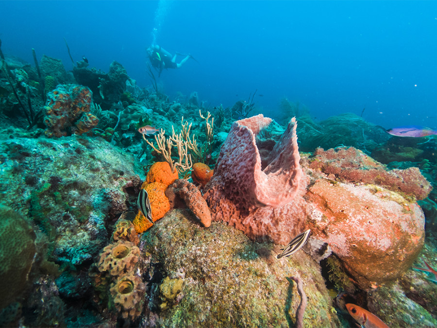 Waardevolle projecten Barbados