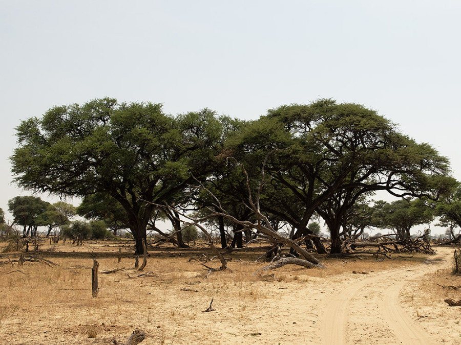 Landschap en bomen in Hwange National Park, Zimbabwe