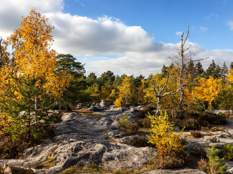 Forêt de Fontainebleau