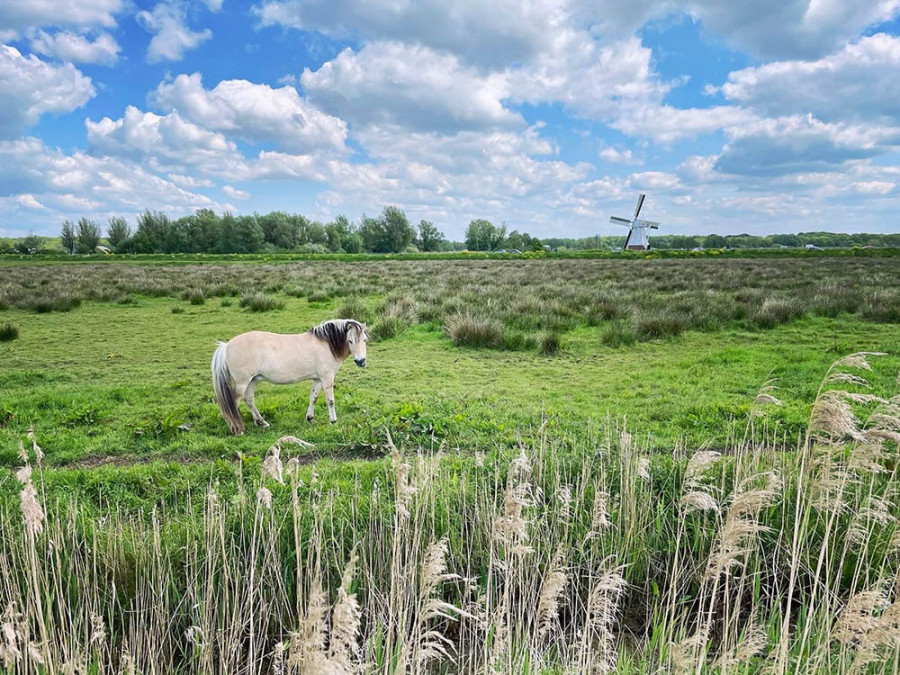 Witte Molen